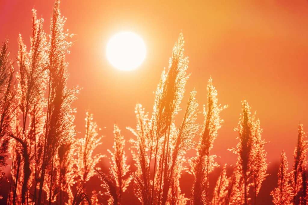 Photo showing a hot sun and dry grass to show how it can affect mental health. Ginny Estupinian PhD is an expert on how heat affects mental health